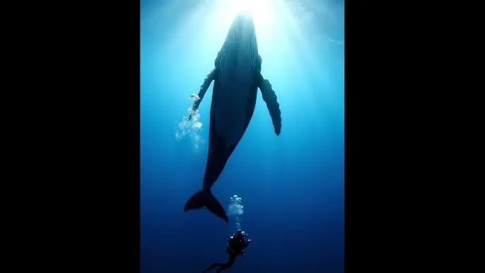 反差视频资源在线观看 - 深蓝星球：探索海洋深处的未知世界